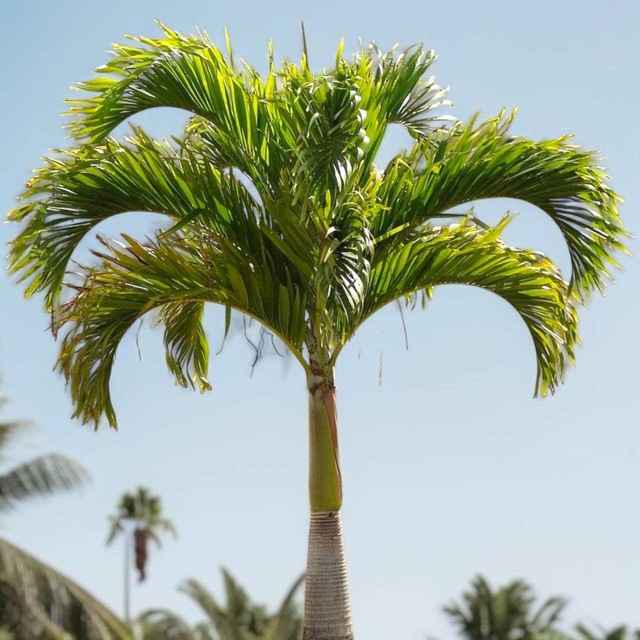 Veitchia merrillii – Manila Palm (Christmas Palm)