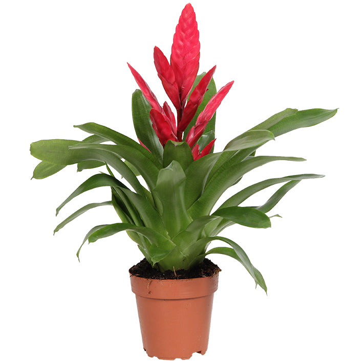 Vriesea Plant