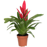 Vriesea Plant