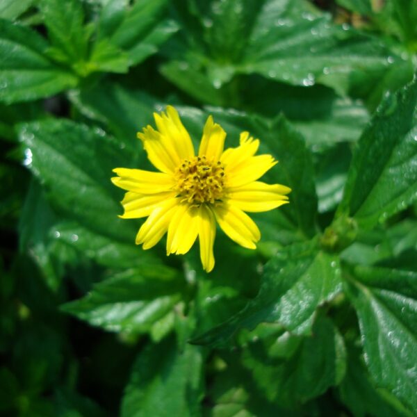 Wedelia trilobata – Creeping Daisy (Rabbit’s Paw)