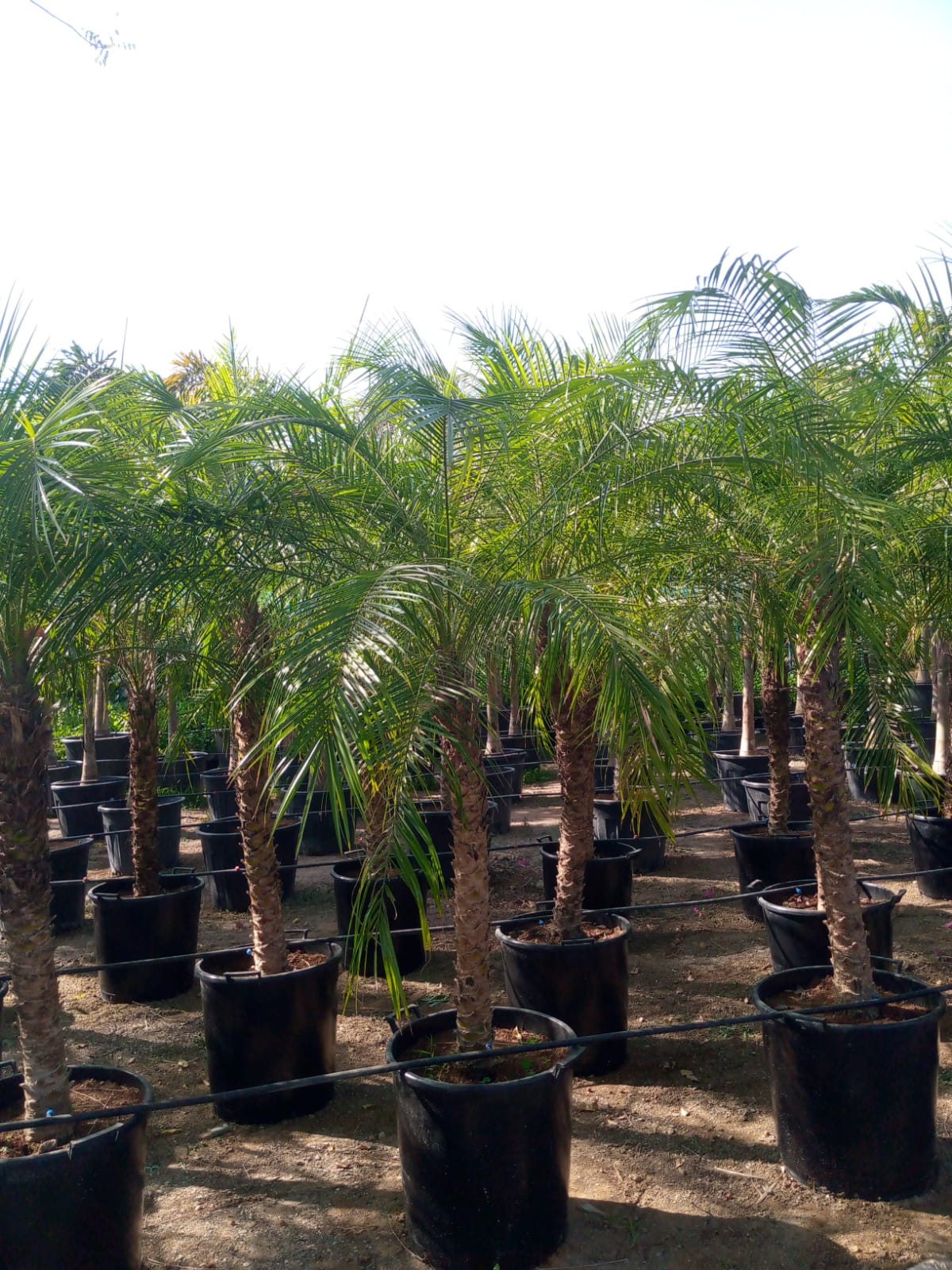 Phoenix roebelenii – Miniature Date Palm