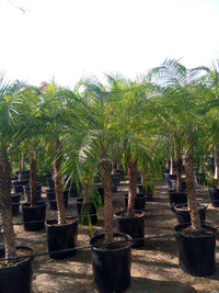 Thumbnail for Phoenix roebelenii – Miniature Date Palm