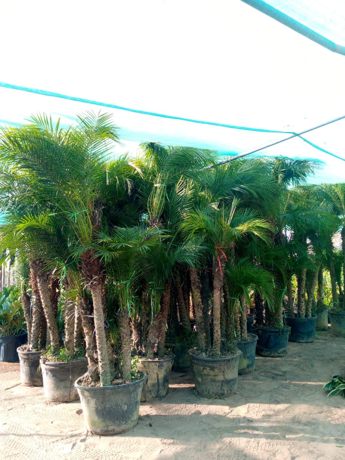 Phoenix roebelenii – Miniature Date Palm