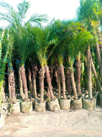 Thumbnail for Phoenix roebelenii – Miniature Date Palm