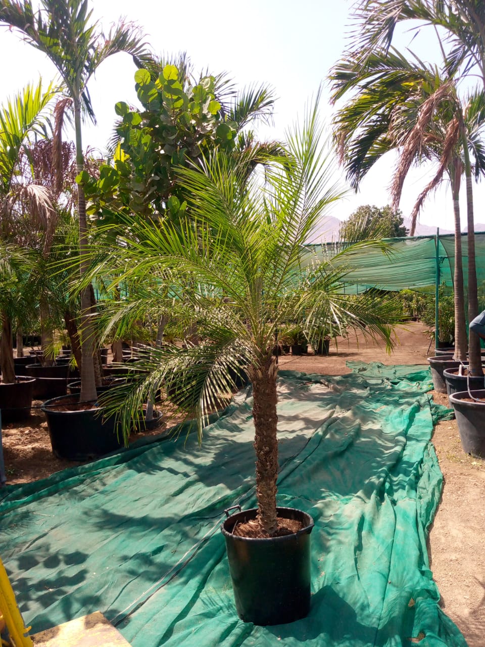 Phoenix roebelenii – Miniature Date Palm