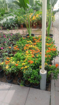 Ixora – Mix Yellow and Orange Out Door