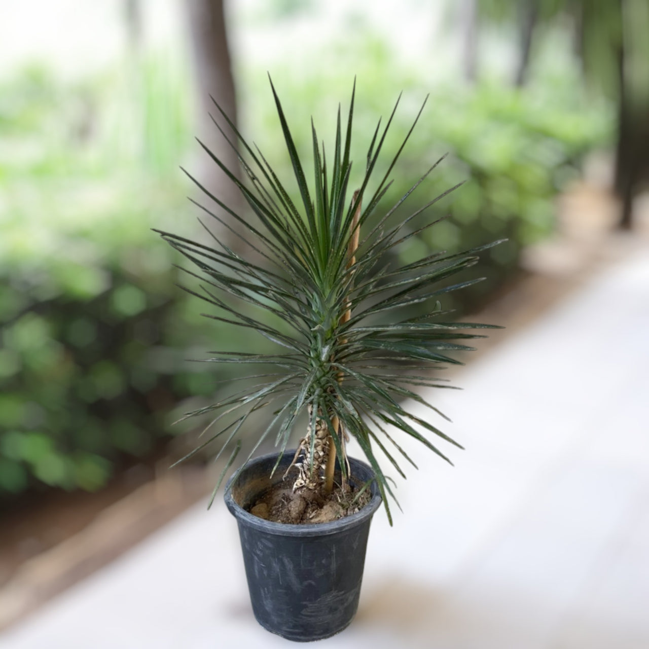 Yucca Filifera – Yucca Aloifolia