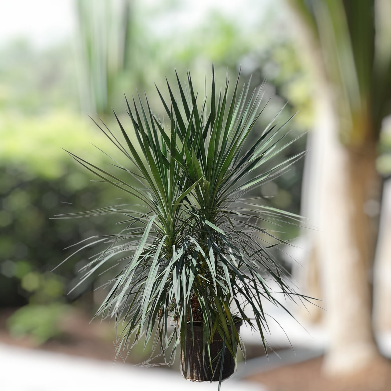 Yucca Filifera – Yucca Aloifolia