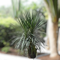 Thumbnail for Yucca Filifera – Yucca Aloifolia