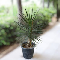 Thumbnail for Yucca Filifera – Yucca Aloifolia