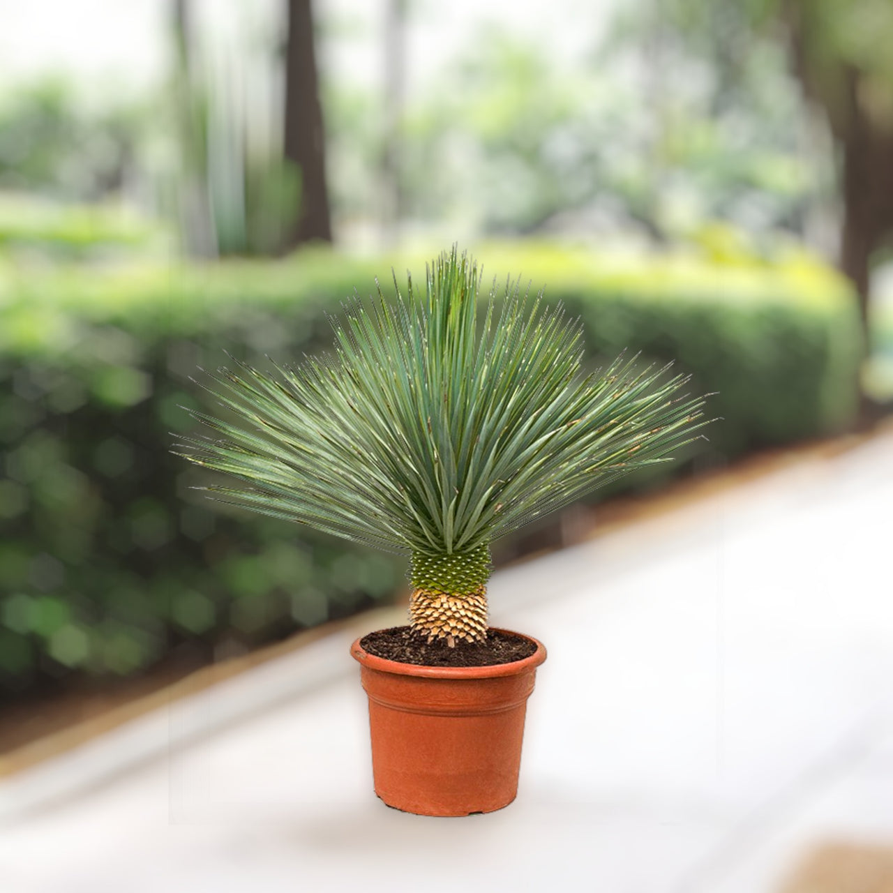 Yucca rostrata – Beaked Yucca