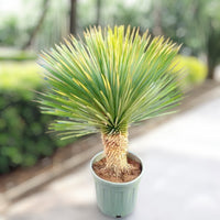 Yucca rostrata – Beaked Yucca