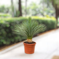 Yucca rostrata – Beaked Yucca