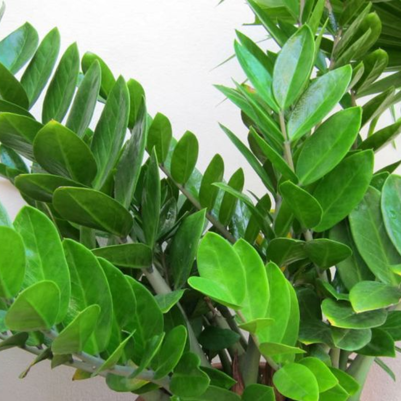 Zamioculcas Plant - ZZ Plant - Aroid Palm - Arum Fern