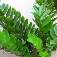 Thumbnail for Zamioculcas Plant - ZZ Plant - Aroid Palm - Arum Fern