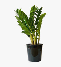 Thumbnail for Zamioculcas Plant - ZZ Plant - Aroid Palm - Arum Fern