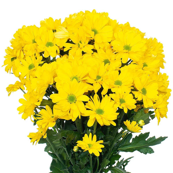 Wedelia trilobata – Creeping Daisy (Rabbit’s Paw)