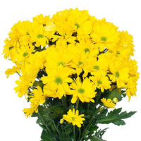 Thumbnail for Wedelia trilobata – Creeping Daisy (Rabbit’s Paw)
