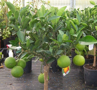 Thumbnail for Orange Tree – Citrus Sinensis