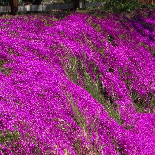 Lampranthus spectabilis – Trailing Ice Plant