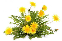 Thumbnail for Wedelia trilobata – Creeping Daisy (Rabbit’s Paw)