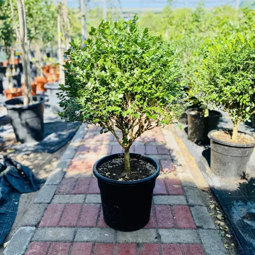Murraya Paniculata ‘Exotica’ – Orange Jasmine