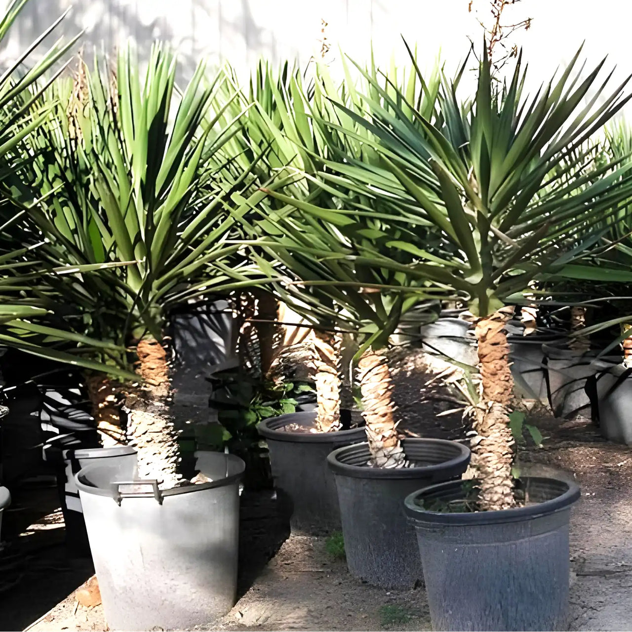 Yucca Filifera – Yucca Aloifolia