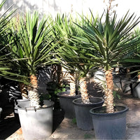 Thumbnail for Yucca Filifera – Yucca Aloifolia