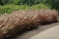 Pennisetum Rubrum – Purple Fountain Grass – African Fountain Grass