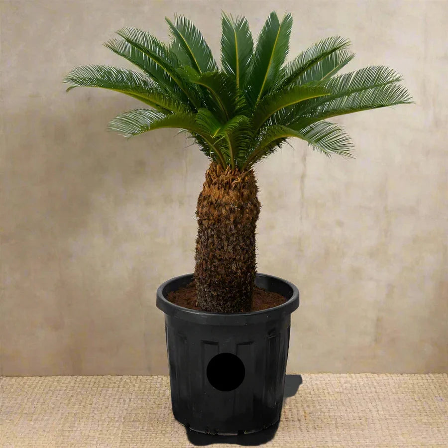 Cycas revoluta – Sago Palm