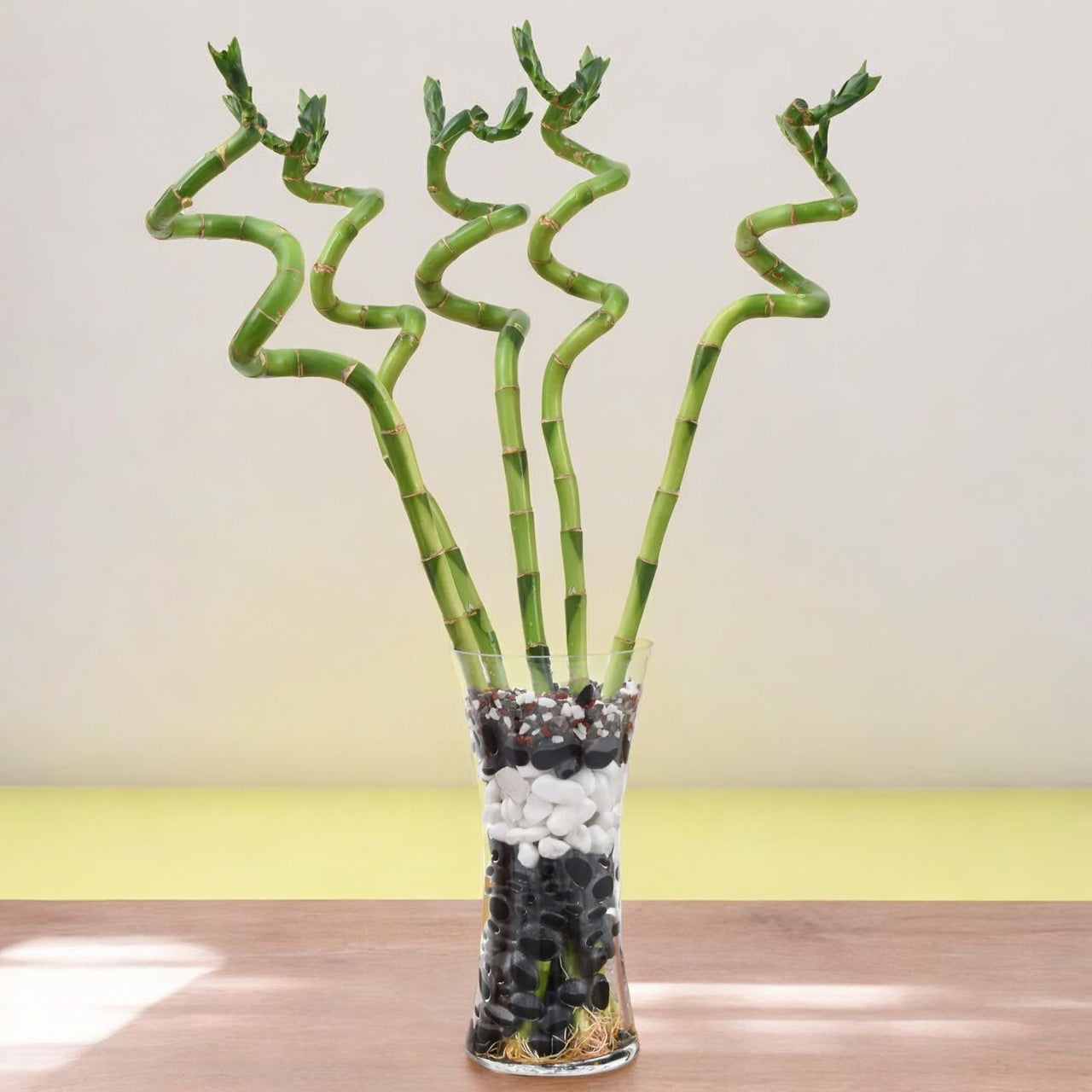 Spiral Lucky Bamboo in Glass Vase with Pebbles