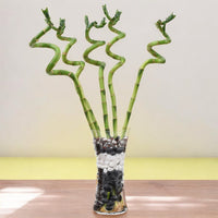 Spiral Lucky Bamboo in Glass Vase with Pebbles