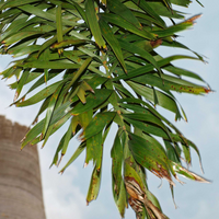 Thumbnail for Wodyetia bifurcata – Foxtail Palm